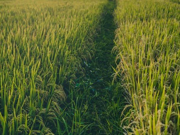 crop